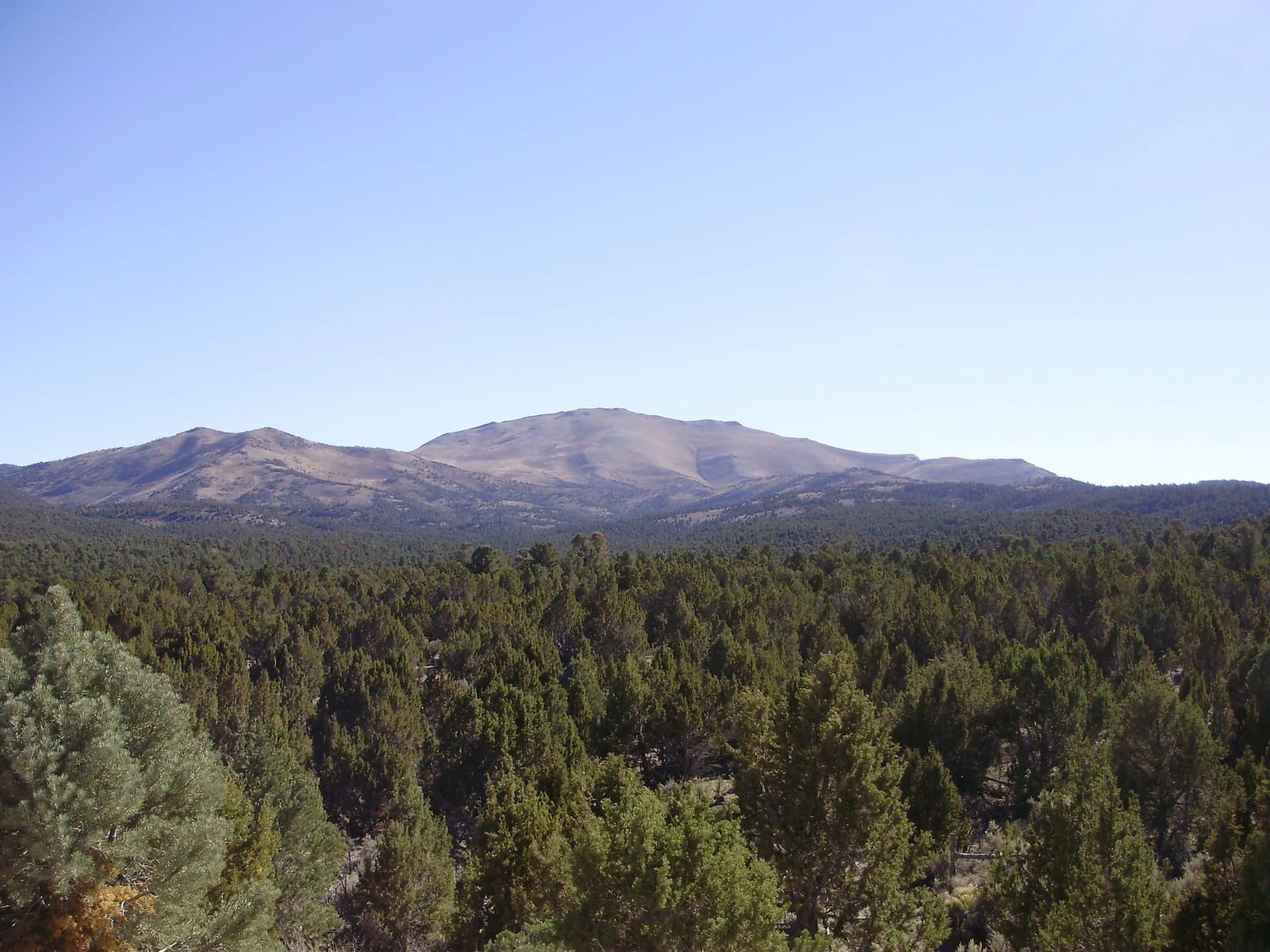 Pinyon-juniper woodland, a lignocellulosic biomass feedstock